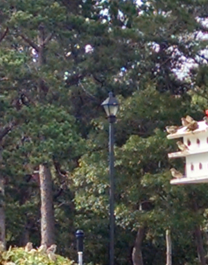 a bird house on a post in a garden